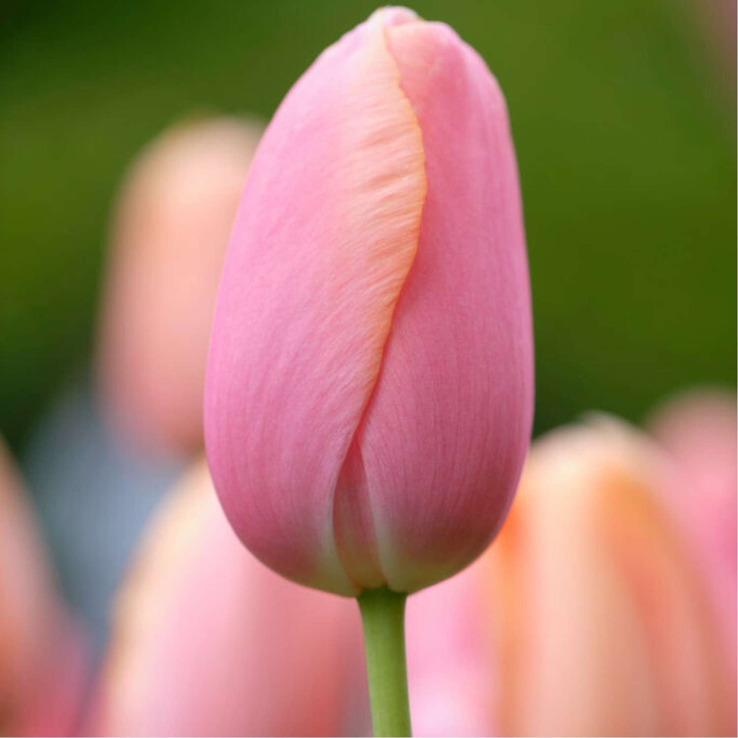 Tulpe 'Menton'